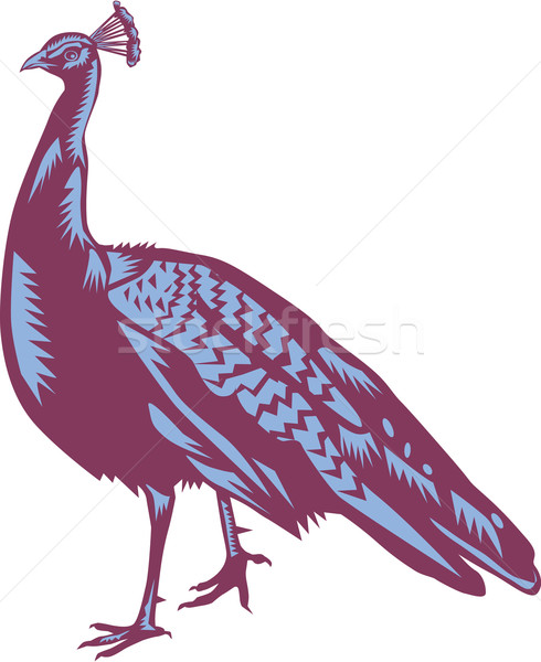 Male Indian Peacock Woodcut Stock photo © patrimonio