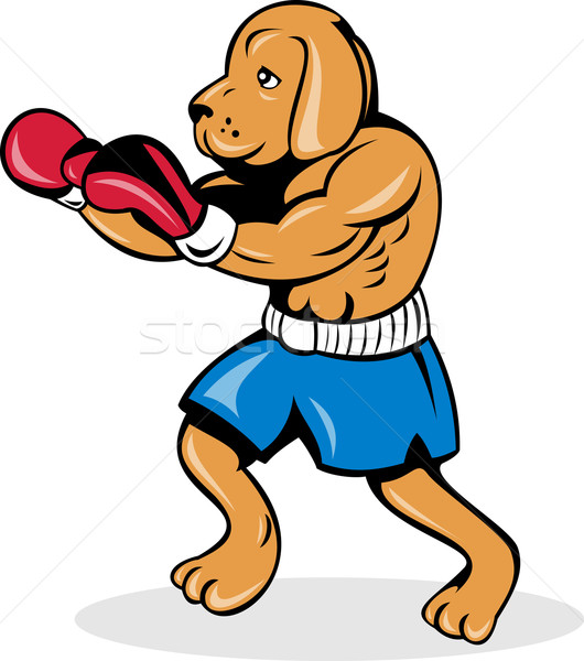 Foto stock: Boxeador · perro · guantes · ilustración