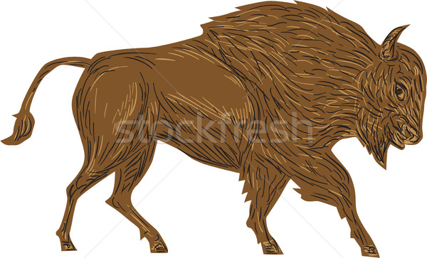 North American Bison Buffalo Charging Retro Stock photo © patrimonio