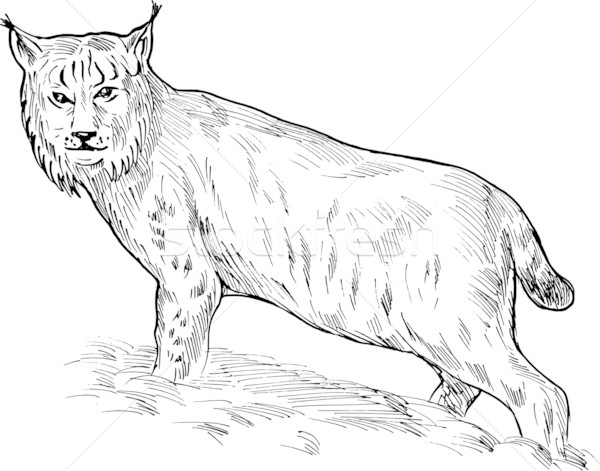 Eurasian lynx drawing Stock photo © patrimonio
