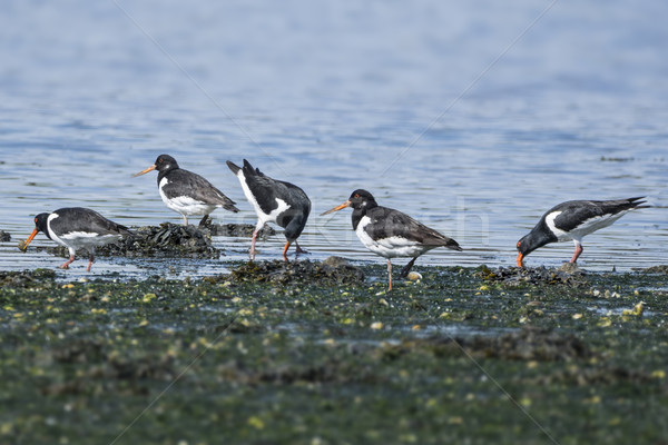 Group of Oystercatchers Stock photo © paulfleet