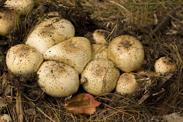 Wild mushrooms in the forest Stock photo © paulfleet