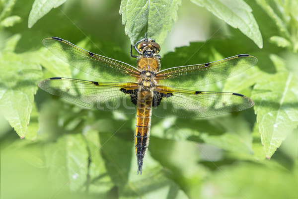Cztery Dragonfly liści Zdjęcia stock © paulfleet