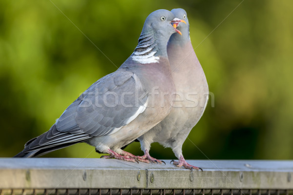 A Pair of Courting Wood Pigeons Stock photo © paulfleet
