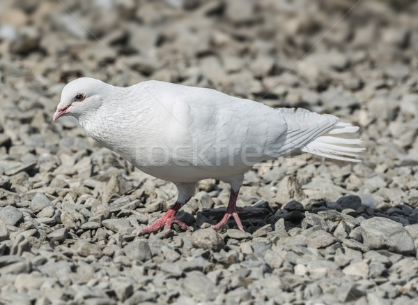 White Release Dove Stock photo © paulfleet