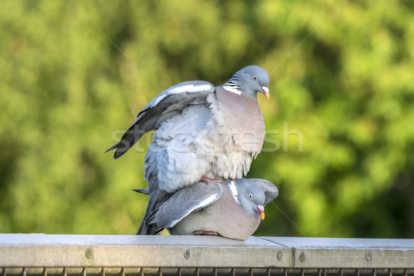 A Pair of Pigeons Mating Stock photo © paulfleet