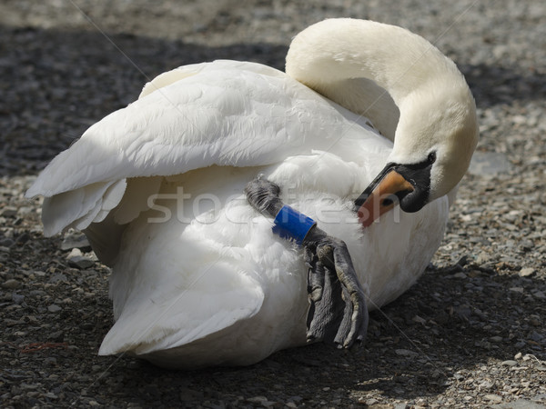 Silenziare Swan sole Foto d'archivio © paulfleet