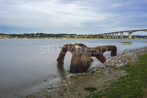Twisted log Stock photo © paulfleet
