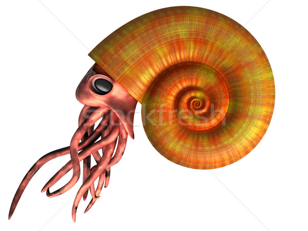 Isoliert Illustration ausgestorben Natur Shell Spirale Stock foto © paulfleet