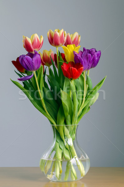 Tulips Stock photo © paulfleet