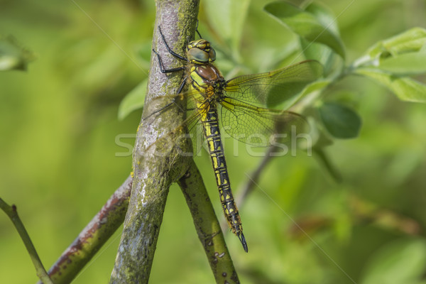 Imagine de stoc: Femeie · paros · Dragonfly · odihna · ramură