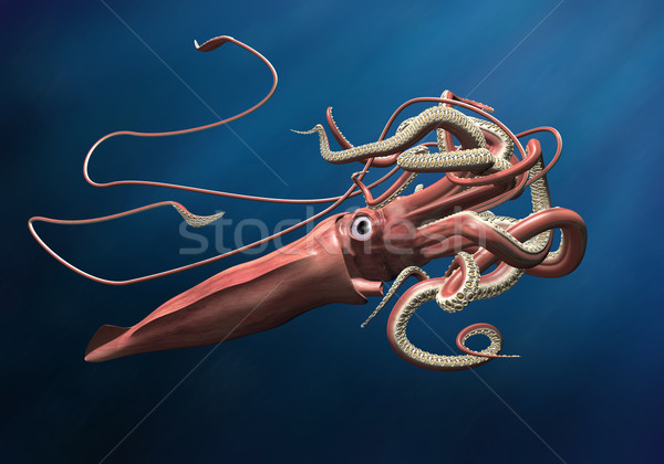 Giant Squid Stock photo © paulfleet