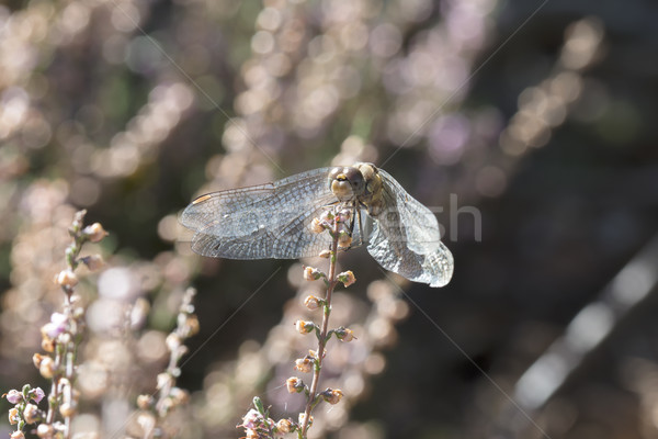 Dragonfly w górę rano słońce lata kobiet Zdjęcia stock © paulfleet