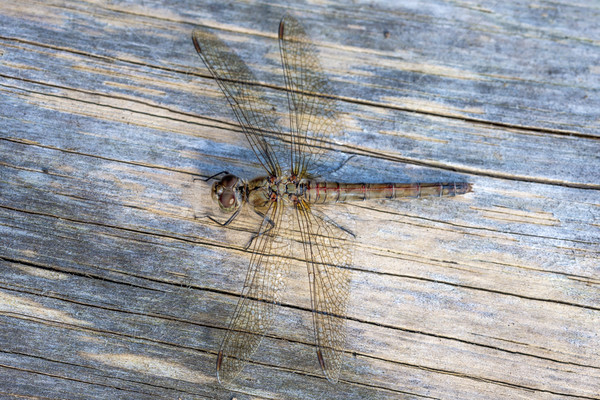 Dragonfly женщины вверх утра солнце лет Сток-фото © paulfleet