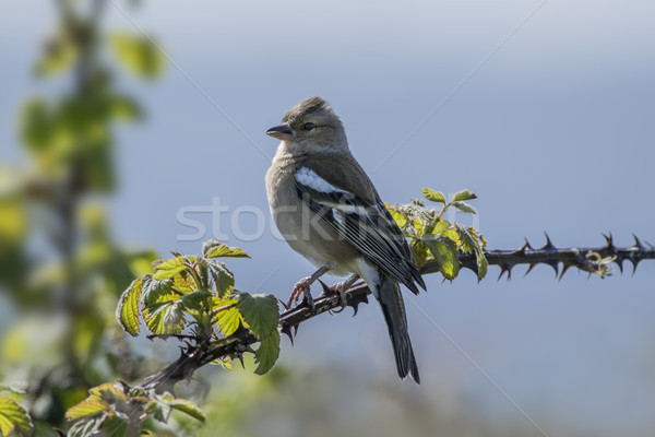 Chaffinch Perched on Bramble Stock photo © paulfleet