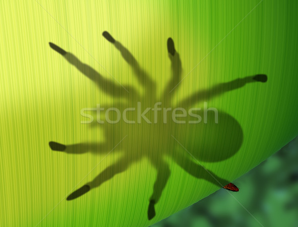 Rainforest spider hiding behind a leaf Stock photo © paulfleet