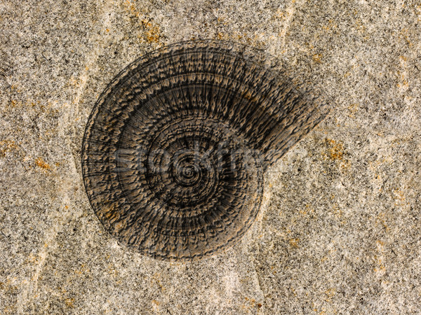 Fósil ilustración textura piedra Shell Foto stock © paulfleet
