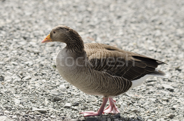 Greylag goose Stock photo © paulfleet