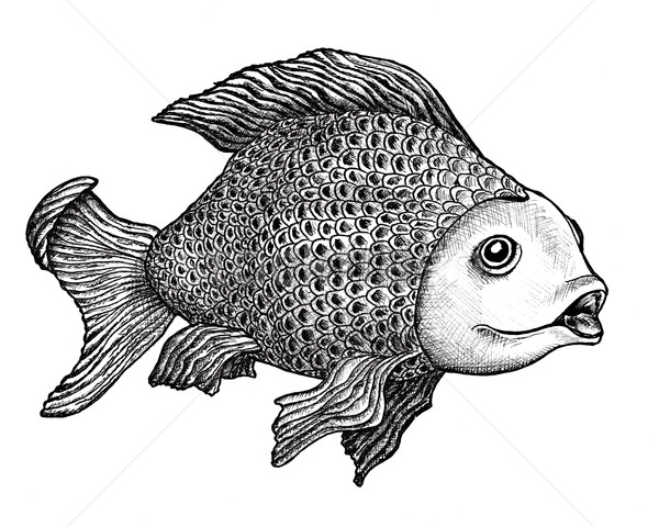 Fish Drawing Stock photo © paulfleet
