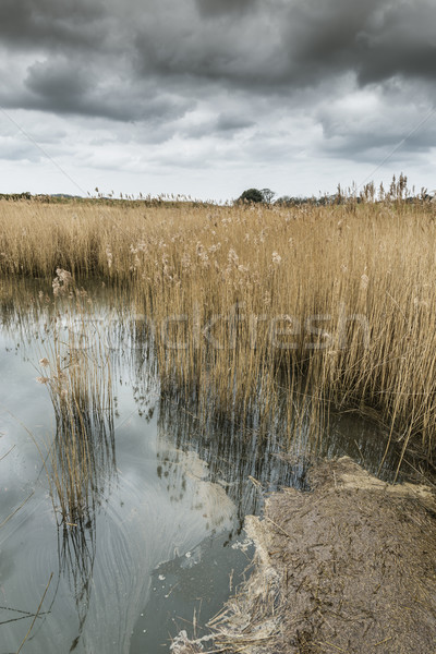 Salt water reed bed Stock photo © paulfleet