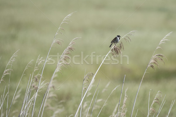 Reed Bunting Background Stock photo © paulfleet