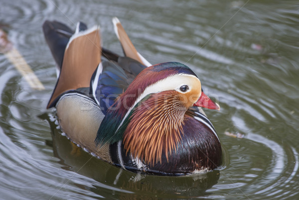 Foto stock: Colorido · mandarim · pato · vibrante · natação · lago