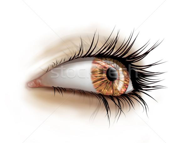 Close up of eye with long lashes Stock photo © paulfleet