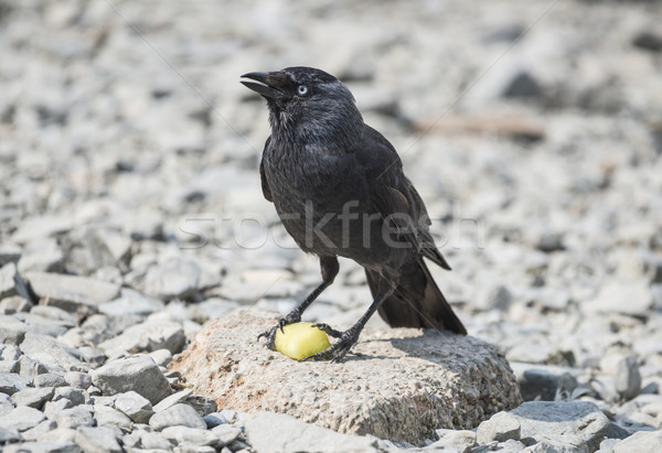 Jackdaw Bird Feeding Stock photo © paulfleet