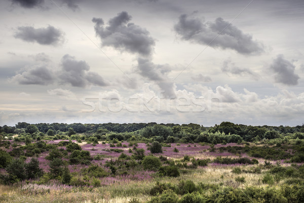 Vad vidék egyenetlen tájkép bokrok nagy Stock fotó © paulfleet