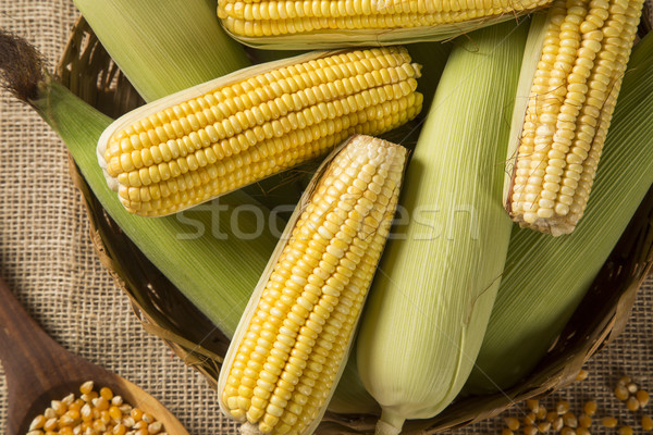 Ear of corn, revealing yellow kernels Stock photo © paulovilela