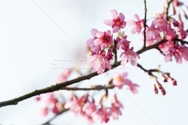 Prunus campanulata branch Stock photo © paulwongkwan