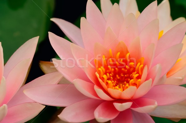 A lotus shoot with marco lens Stock photo © paulwongkwan
