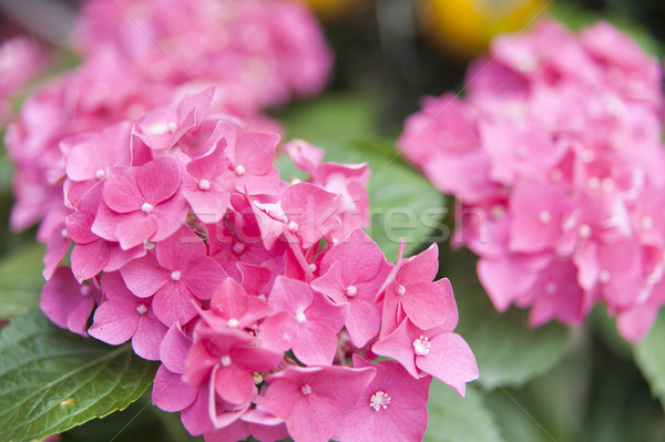 Flor pelota agua primavera naturaleza Foto stock © paulwongkwan