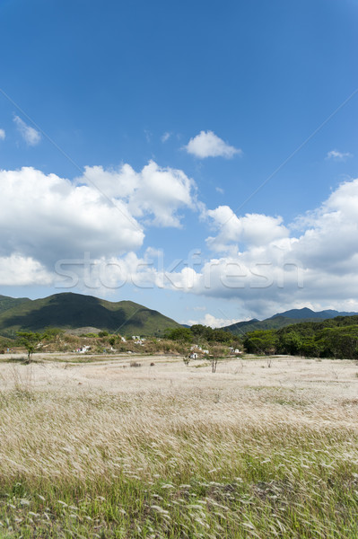 Campo agradable tiempo hierba forestales naturaleza Foto stock © paulwongkwan