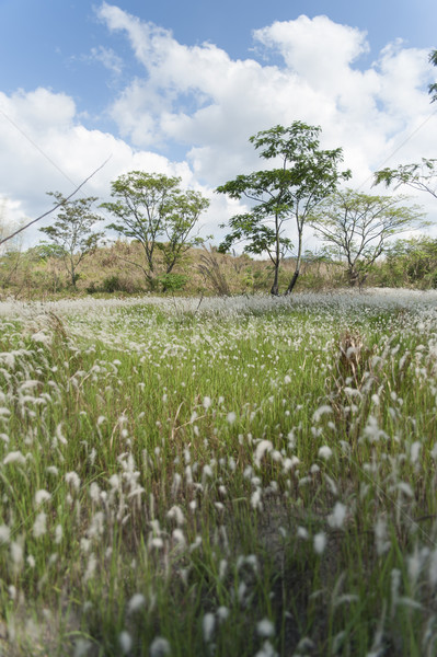 Field of Miscanthus Stock photo © paulwongkwan