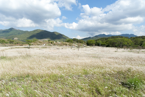 Field of Miscanthus Stock photo © paulwongkwan