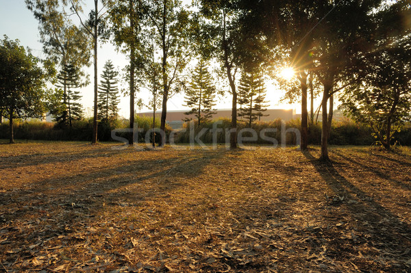 Foto stock: Sol · luz · árvore · paisagem · árvores