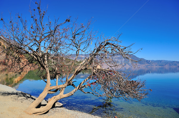 Lago cielo agua forestales fondo montana Foto stock © paulwongkwan