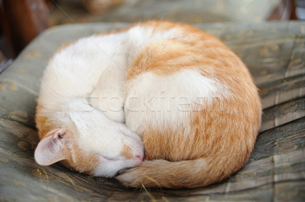 寝 猫 椅子 背景 オレンジ ストックフォト © paulwongkwan