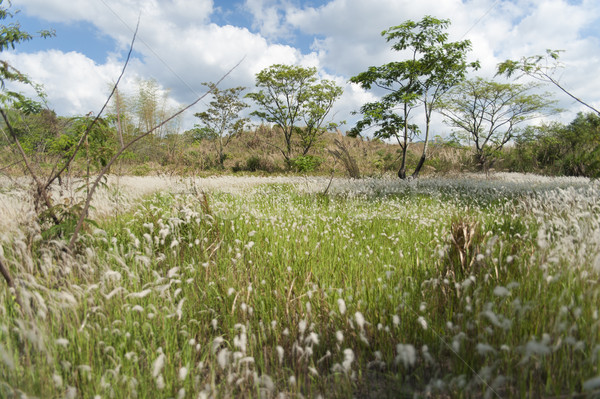 Field of Miscanthus Stock photo © paulwongkwan