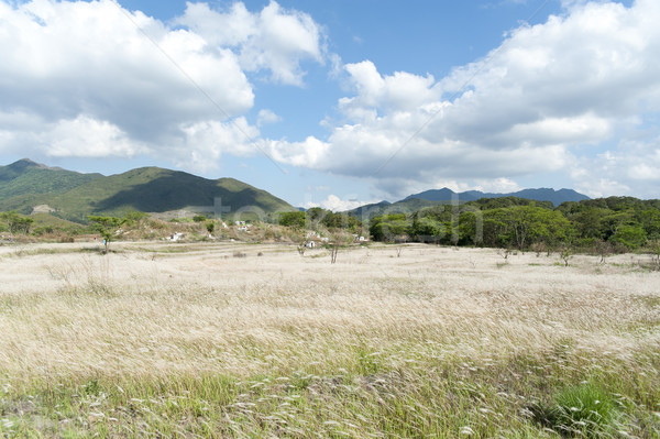 Campo agradable tiempo hierba forestales naturaleza Foto stock © paulwongkwan