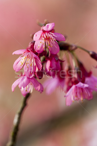 Prunus campanulata branch Stock photo © paulwongkwan