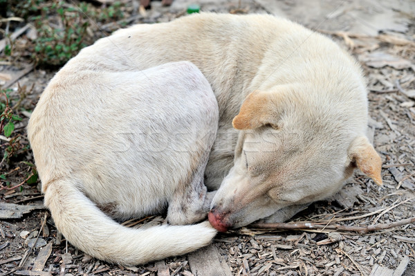 Foto stock: Dormir · perro · hierba · tierra · verde · mascota