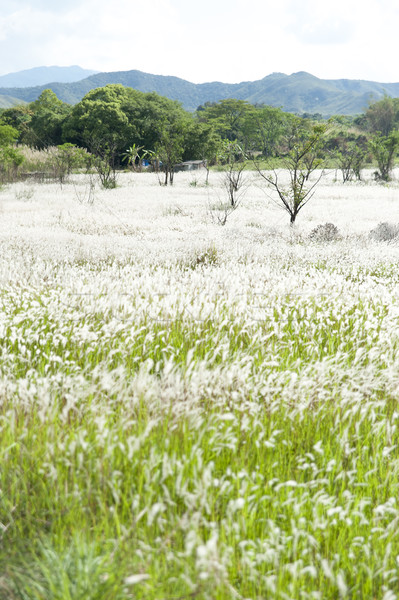 Field of Miscanthus Stock photo © paulwongkwan