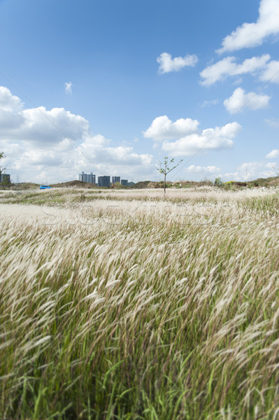 Stock photo: Field of Miscanthus