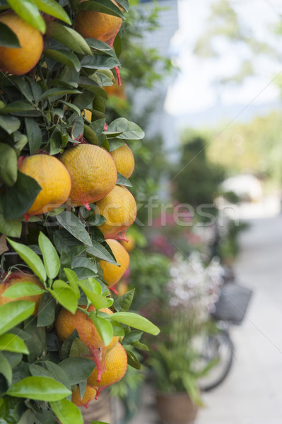 Pared mandarina hoja alimentos naturaleza frutas Foto stock © paulwongkwan