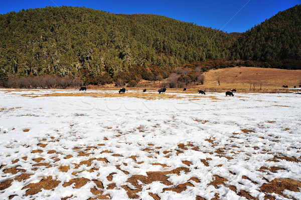 Hierba tierra China cielo forestales paisaje Foto stock © paulwongkwan