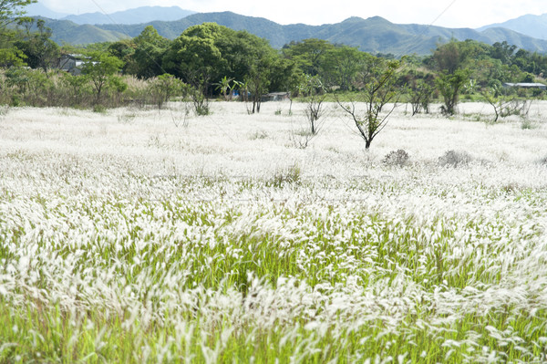 Field of Miscanthus Stock photo © paulwongkwan