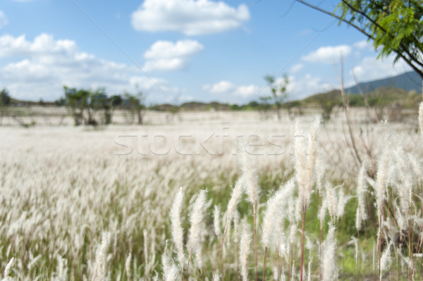 Field of Miscanthus Stock photo © paulwongkwan