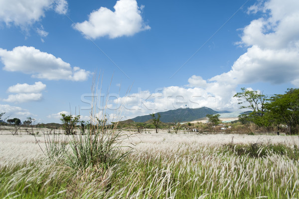 Field of Miscanthus Stock photo © paulwongkwan